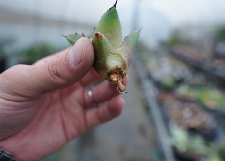 【抜き苗】アガベ　チタノタ　白鯨　Agave titanota White whale