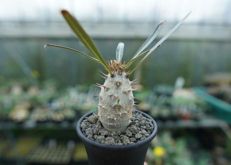 パキポディウム　カクチぺス　Pachypodium cactipes