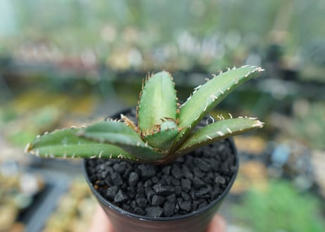 アガベ　チタノタ　FO-76　Agave titanota  FO-76　No.2