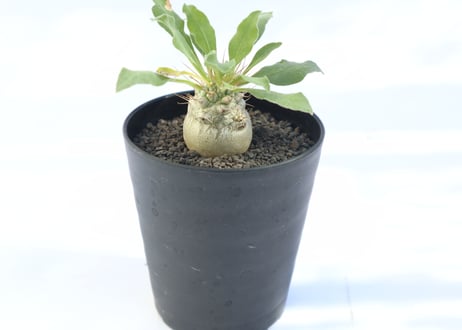 パキポディウム　ナマクアナム　光堂  no.1