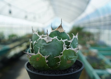 アガベ　チタノタ　白鯨　Agave titanota White whale