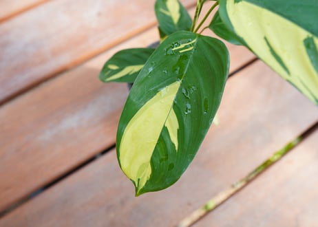 カラテア　クテナンテ　ルベルシアーナ　Ctenanthe lubbersiana