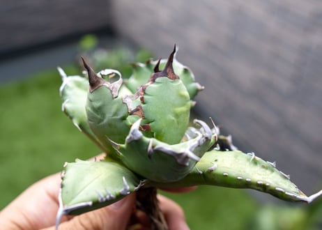 Agave titanota dwarf 姫厳龍NO.10