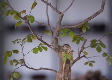 Bursera fagaroides