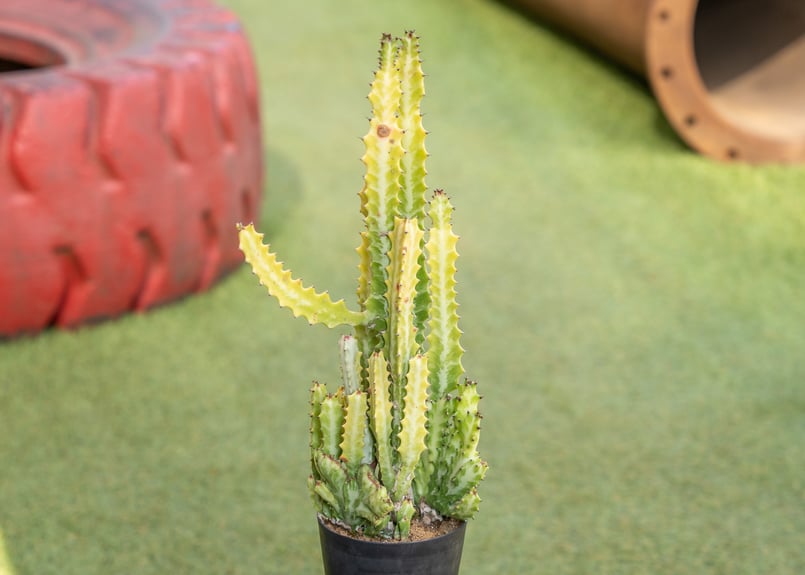 特大　Euphorbia lactea 綴化　斑入り　鉢のまま発送　コーデックス 特大 Euphorbia lactea 綴化 斑入り 鉢のまま発送 コーデックス