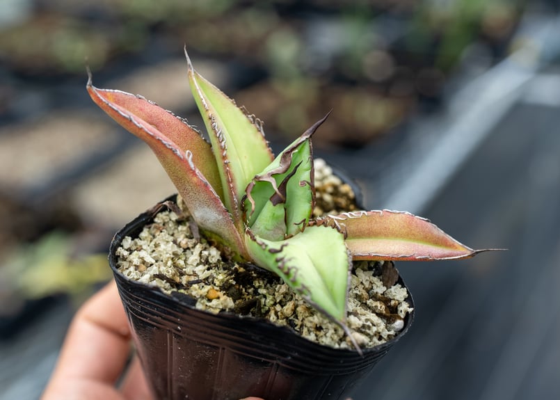 アガベ オテロイ 沖縄実生 | mana's farm:塊根植物・アガベ・ドライ