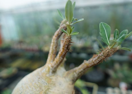 パキポディウム　グラキリス　 Pachypodium Gracilius  No.3