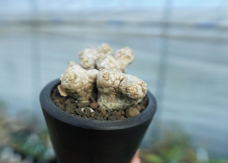 パキポディウム　ブレビカウレ　Pachypodium brevicaule