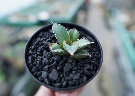 アガベ　チタノタ　FO-76　Agave titanota  FO-76　No.23
