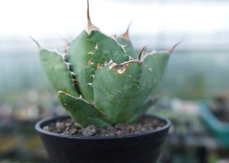 アガベ　チタノタ　FO-76　agave titanota  FO-76 No.2