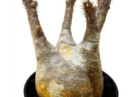 パキポディウム  グラキリス　 Pachypodium Gracilius №４