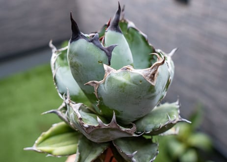 Agave B&B  №2