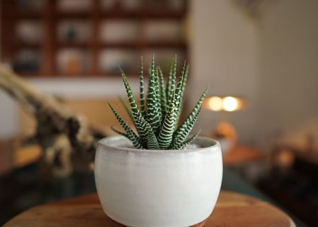 十二の巻　Haworthia fasciata