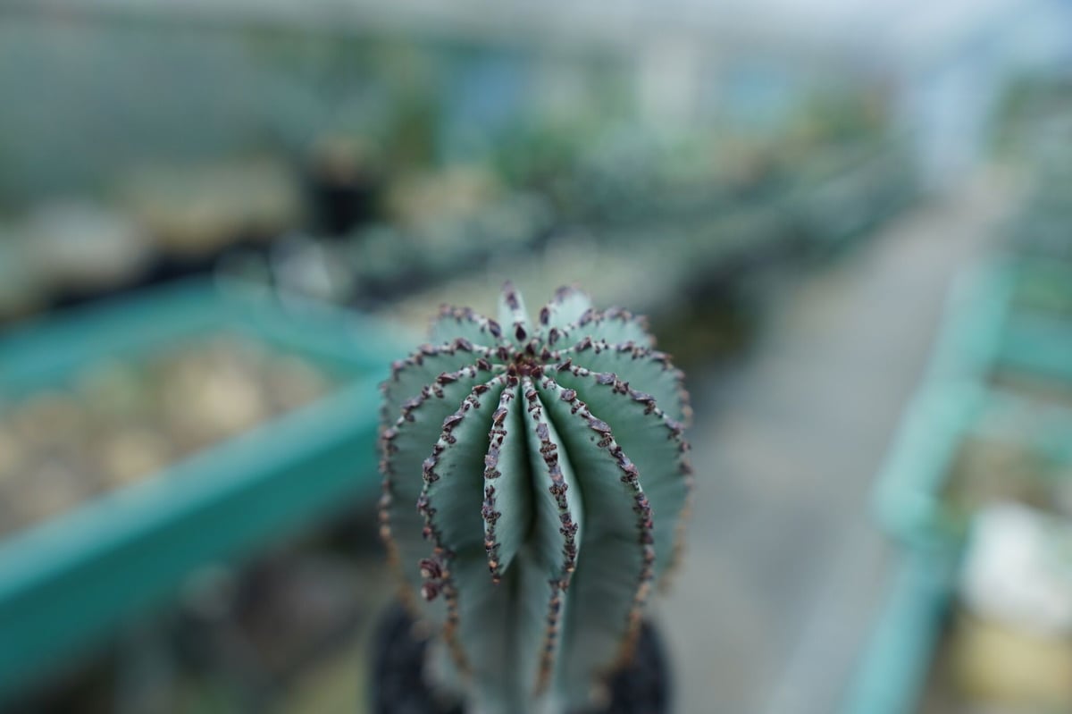 【鉢のまま発送】ユーフォルビア　ホリダ　群生　トリコーム　スノー　サボテン fit=scale-down,w=1200