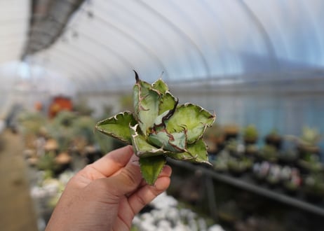 agave titanota ブラック＆ブルー　No.4