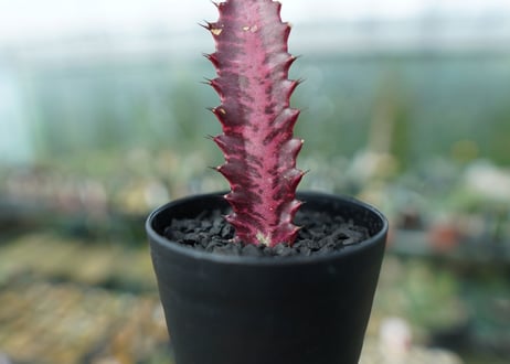 ユーフォルビア　トリゴナ　Euphorbia trigona