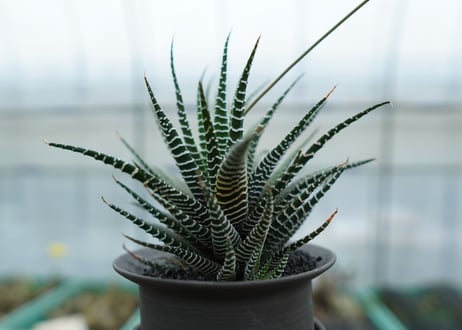 ハオルチア　十二の巻　Haworthia fasciata