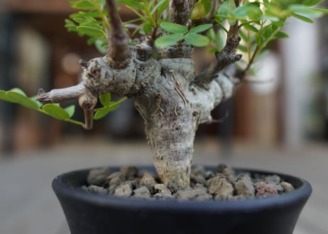 センナ　メリディオナリス　Senna meridionalis　No.1