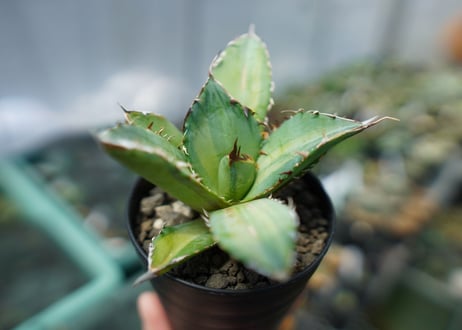 アガベ　チタノタ　錦　Agave titanota Variegated