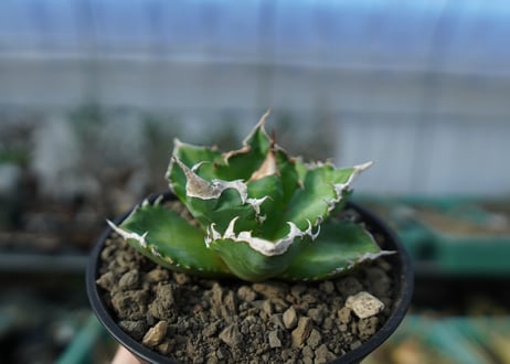 アガベ　チタノタ　ホワイトファイヤー　agave titanota white fire　白火焔　 A2