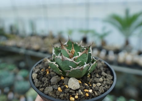アガベ　チタノタ　FO-76　agave titanota  FO-76　No.15