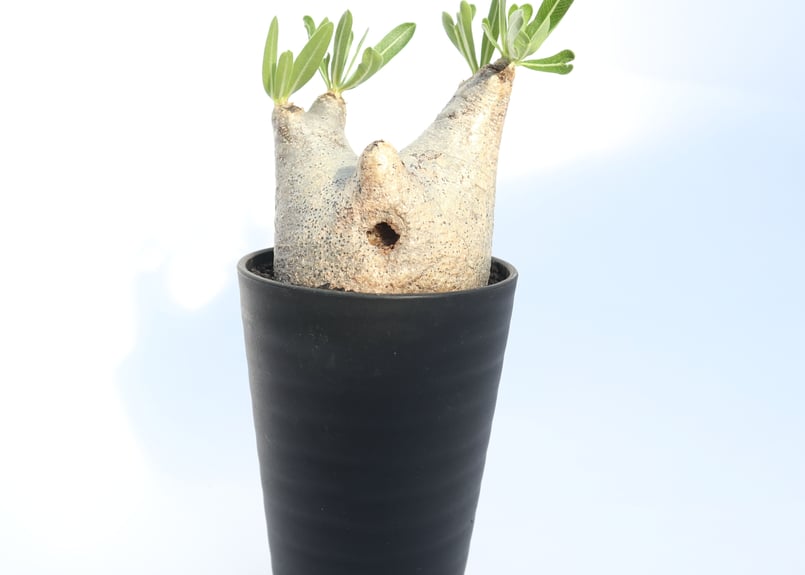 パキポディウム イノピナツム | mana's green:塊根植物販売|マナズグリーン
