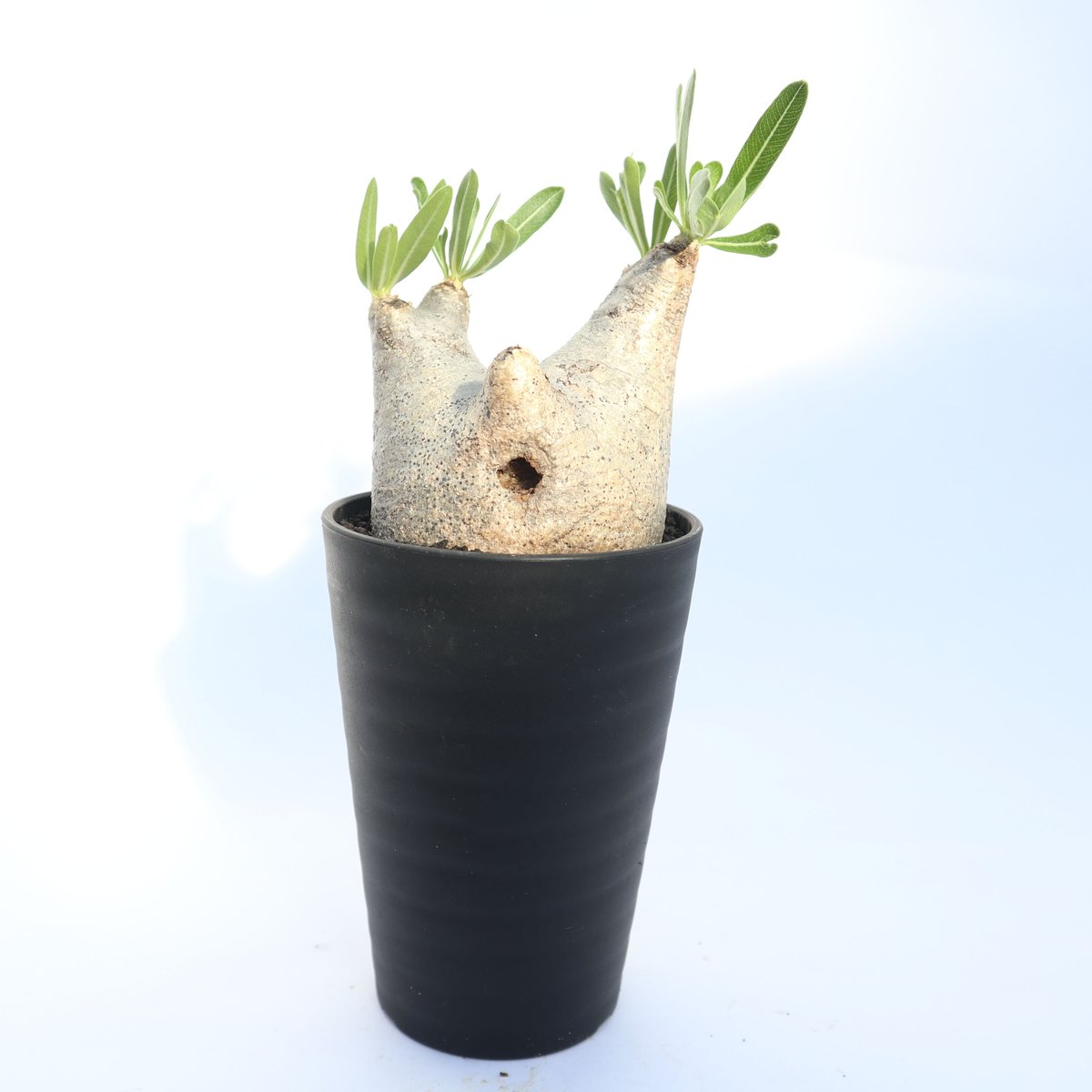 パキポディウム イノピナツム | mana's farm:塊根植物・アガベ・ドライ