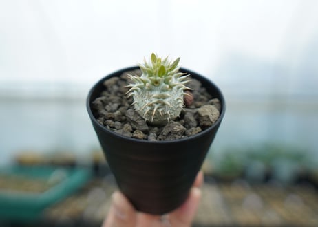 パキポディウム　デンシフローラム Pachypodium densiflorum  No.2