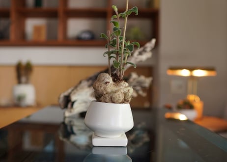 上海の女王　Sinningia tubiflora