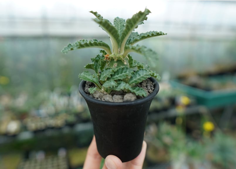 ドルステニア ラブラニー Dorstenia lavrani | mana's farm:塊根