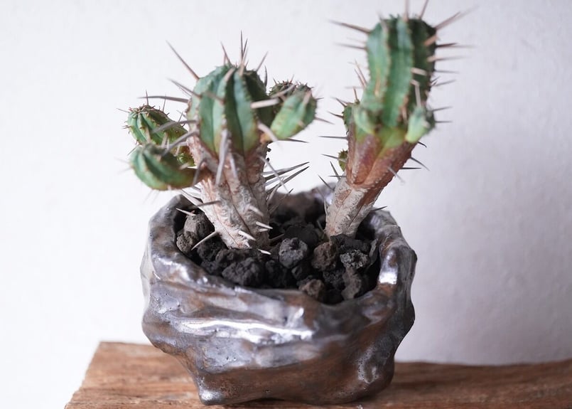 Euphorbia Ferox | mana's farm:塊根植物・アガベ・ドライガーデン植