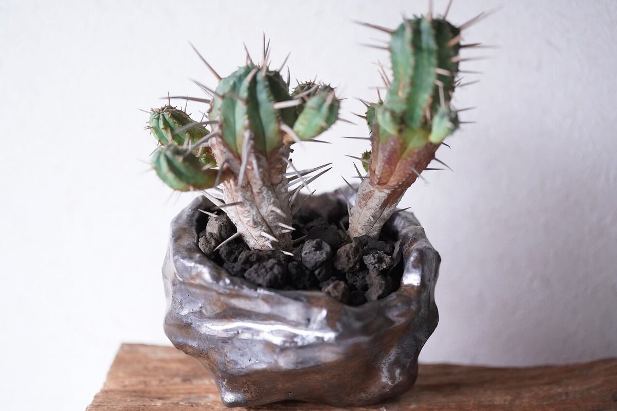 ユーフォルビア　フェロックス　大型株 ユーフォルビア フェロックス 大型株 ユーフォルビア☆フェロックス