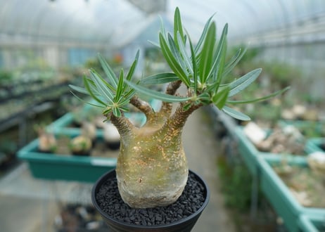 パキポディウム　グラキリス　 Pachypodium Gracilius  No.3