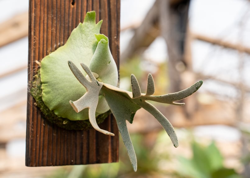 P. willinckii 'Jade Girl' (TC) | mana's farm:塊根