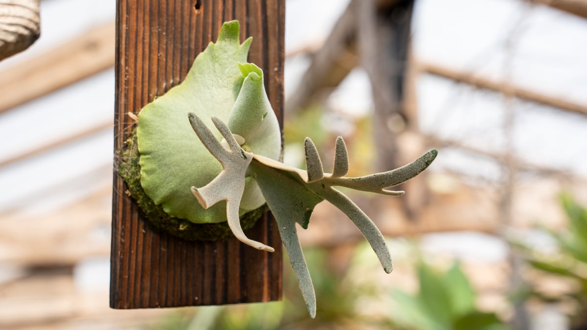 P. willinckii 'Jade Girl' (TC) | mana's farm:塊根