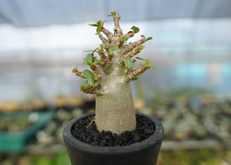アデニウム　Adenium　No.12