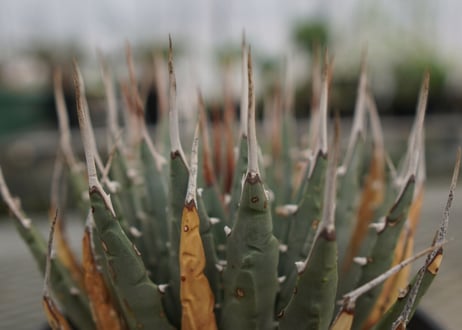 アガベ　ユタエンシス　Agave uthaensis　NO.4