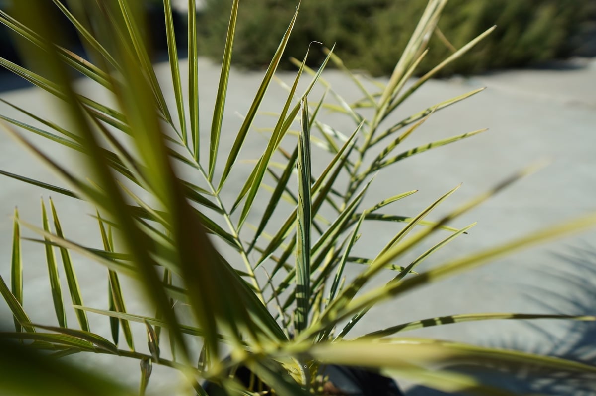 ナツメヤシ Phoenix dactylifera No.1 | mana's farm:塊