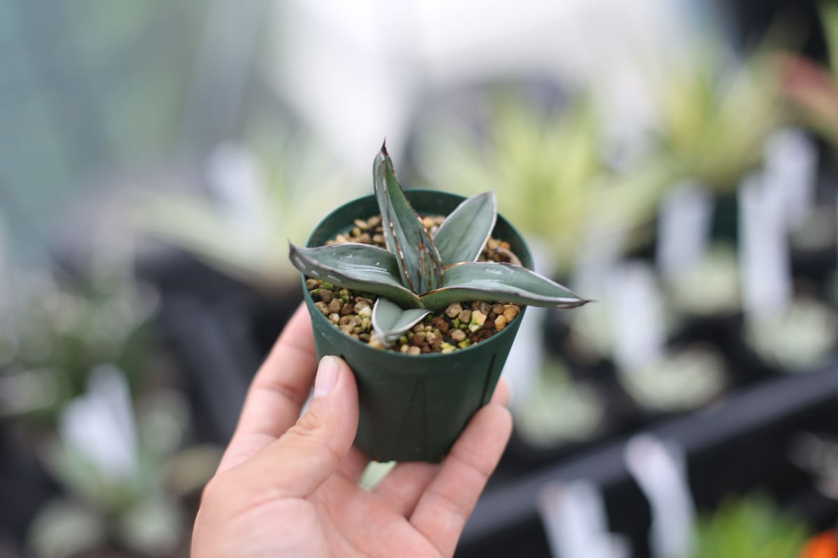 アガベ 笹吹雪 | mana's farm:塊根植物・アガベ・ドライガーデン植物