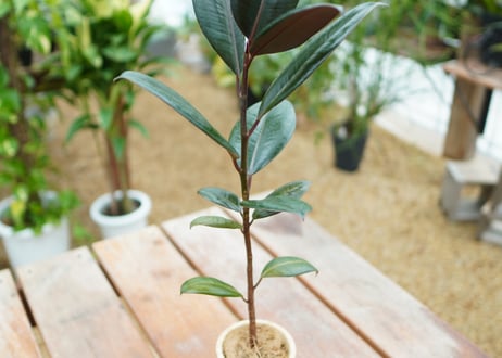 植木鉢　鉢皿付き　No.5