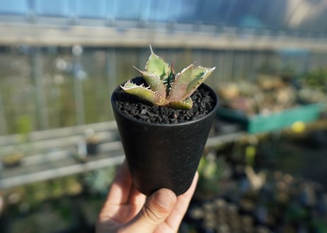 アガベ　チタノタ　FO-76 Agave titanota FO-76