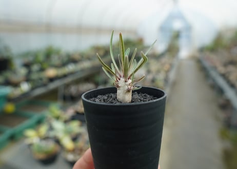 パキポディウム　グラキリス　 Pachypodium Gracilius  No.2