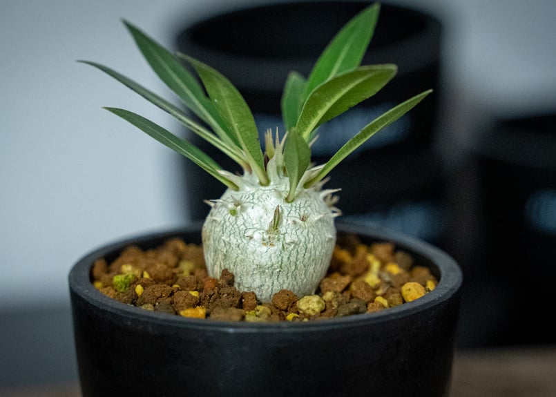 パキポディウム ロスラツム ロスラーツム 象牙宮◆鉢ごと パキポディウム ロスラーツム | hanayoshi-botanical