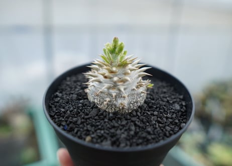 パキポディウム　恵比寿大黒　Pachypodium Densicaule　No.10