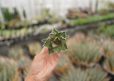 agave titanota　レッドキャットウィーズル　№3
