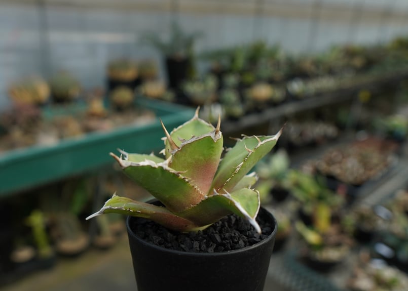 アガベ チタノタ 獅子光 agave titanota Lion light 子株 No.