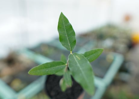 フォッケア　エデュリス　Fockea edulis