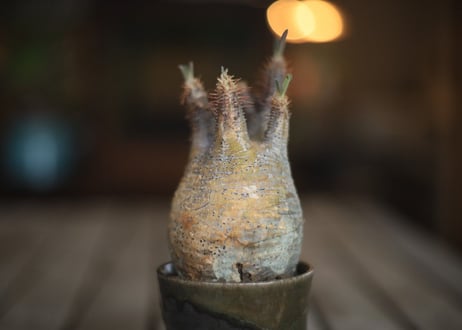 グラキリス　 Pachypodium Gracilius