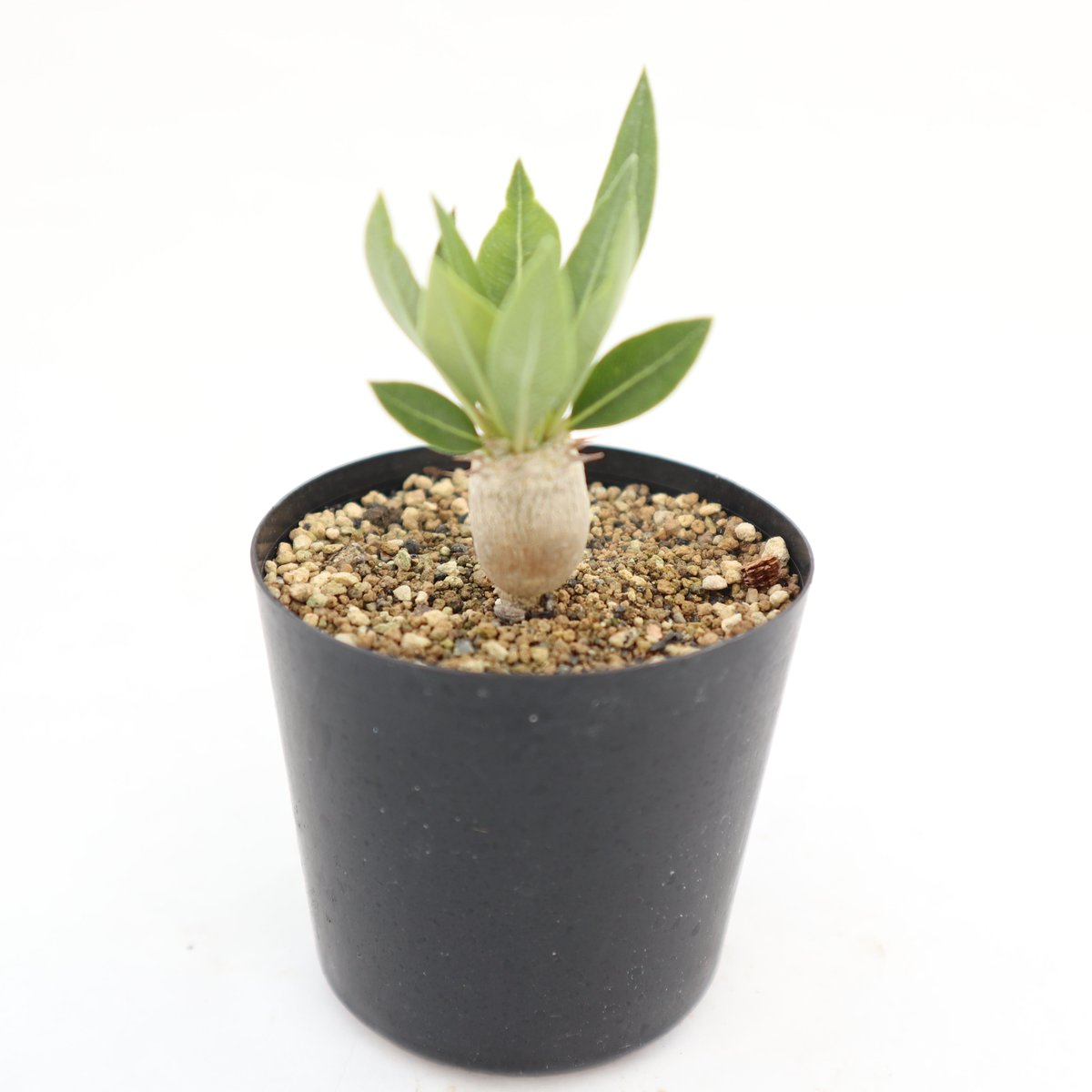 パキポディウム デンシカウレ 恵比寿大黒 実生 №2 | mana's farm:塊根