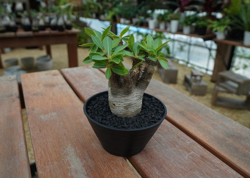 パキポディウム マカイエンセ 落葉中】パキポディウム マカイエンセ / Pachypodium makayense | D